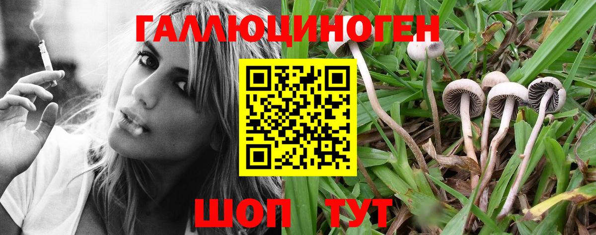 Чебоксары  Псилоцибиновые грибы Psilocybe  Вход с VPN  Псилоцибиновые грибы GOLDEN TEACHER 